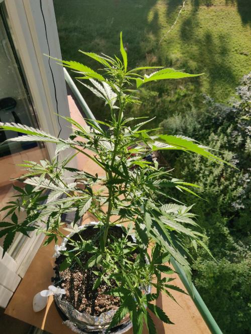 Northern Lights Automatic 2026 Balcony. Week 7 - 24.06.2026