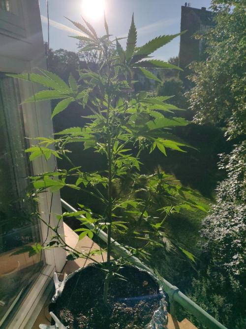 Northern Lights Automatic 2026 Balcony. Week 7 - 24.06.2026