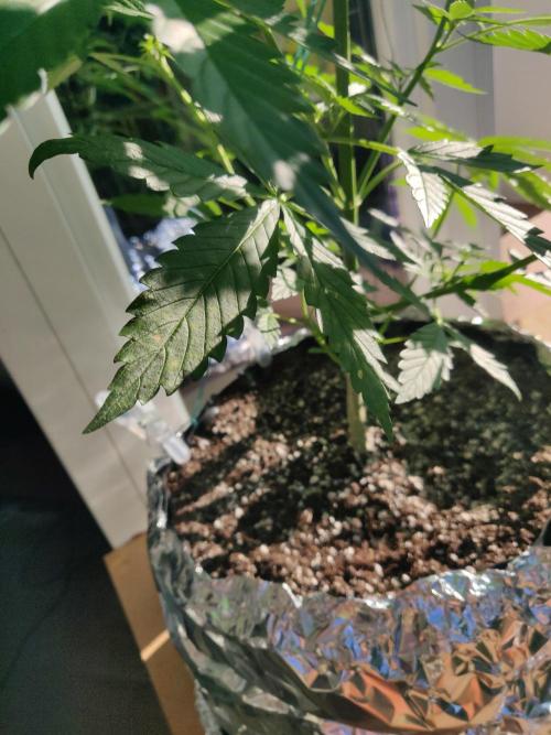 Northern Lights Automatic 2026 Balcony. Week 7 - 24.06.2026: Leaf with brown and light spots