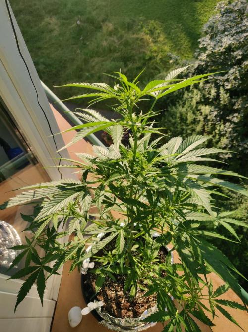 Northern Lights Automatic 2026 Balcony. Week 7 - 25.06.2026