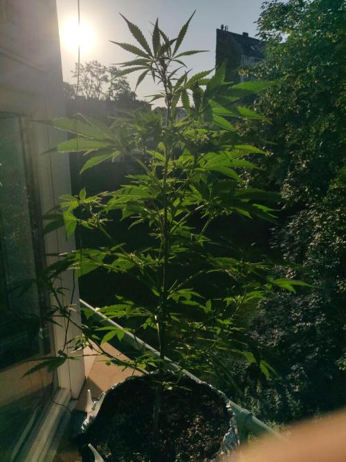 Northern Lights Automatic. Week 7