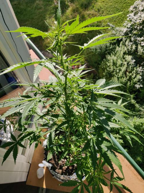 Northern Lights Automatic 2026 Balcony. Week 7 - 26.06.2026