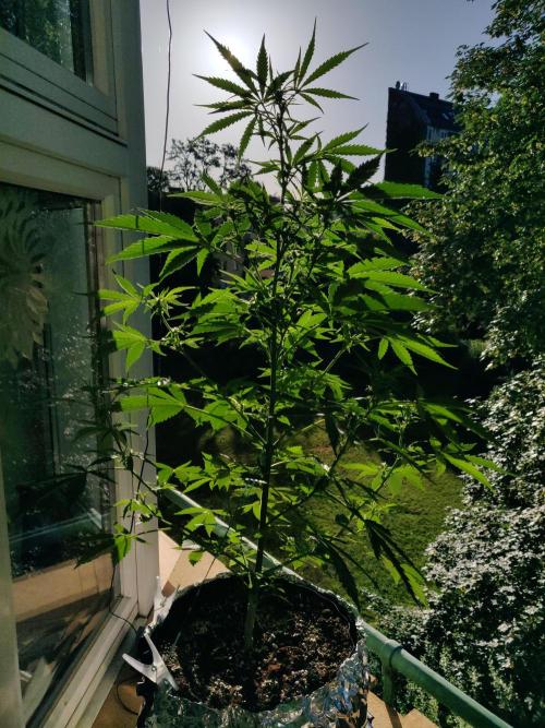 Northern Lights Automatic. Week 7