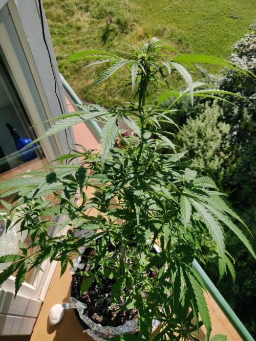 Northern Lights Automatic 2026 Balcony. Week 7 - 27.06.2026