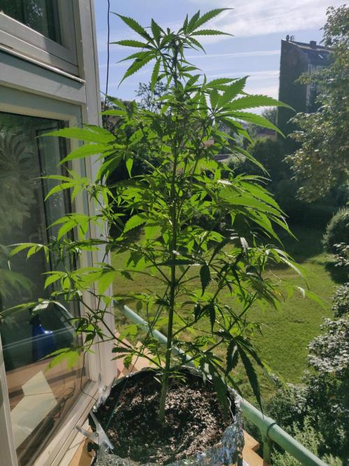 Northern Lights Automatic. Week 7
