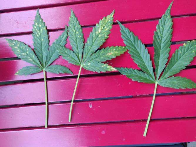 Northern Lights Automatic 2026 Balcony. Week 7 - 27.06.2026: Lower fan leaves with brown spots