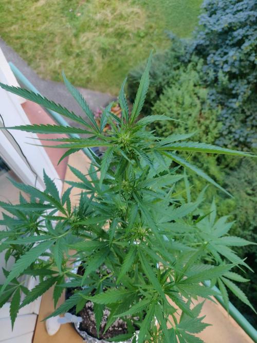 Northern Lights Automatic. Week 7