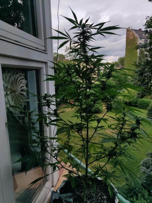 Northern Lights Automatic 2026 Balcony. Week 8 - 05.07.2026