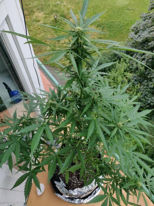 Northern Lights Automatic. Week 8