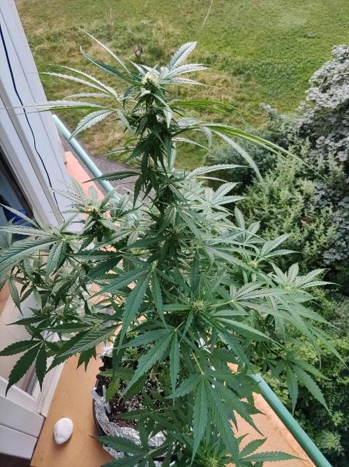 Northern Lights Automatic 2026 Balcony. Week 8 - 06.07.2026