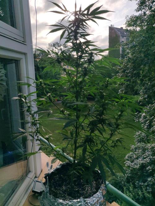 Northern Lights Automatic. Week 8
