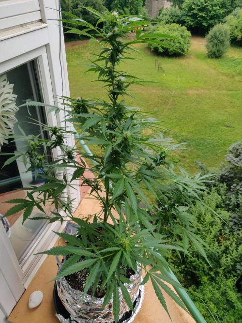 Northern Lights Automatic 2026 Balcony. Week 8 - 07.07.2026