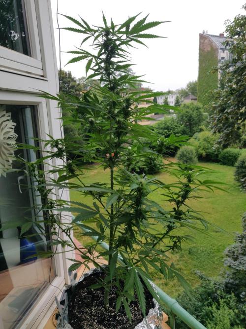 Northern Lights Automatic 2026 Balcony. Week 8 - 07.07.2026