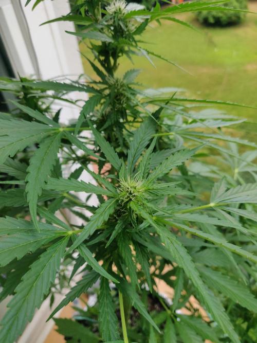 Northern Lights Automatic. Week 8