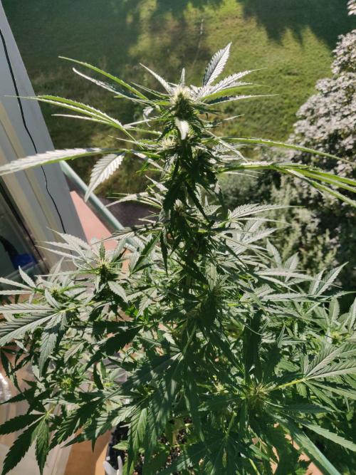Northern Lights Automatic 2026 Balcony. Week 9 - 08.07.2026