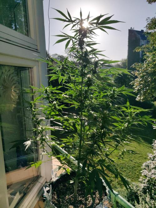 Northern Lights Automatic. Week 9