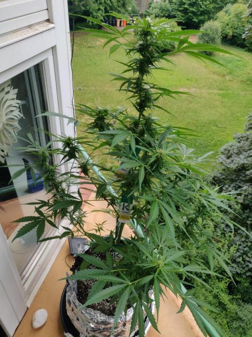Northern Lights Automatic 2026 Balcony. Week 9 - 09.07.2026