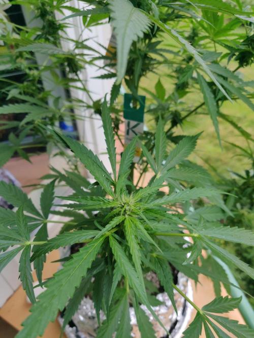 Northern Lights Automatic 2026 Balcony. Week 9 - 09.07.2026