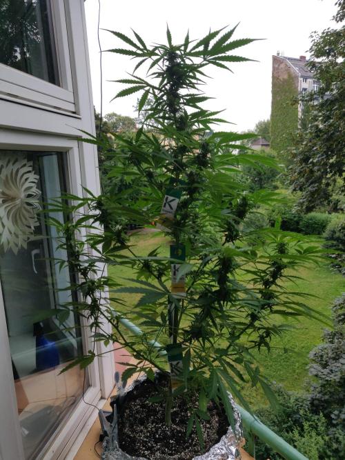 Northern Lights Automatic. Week 9
