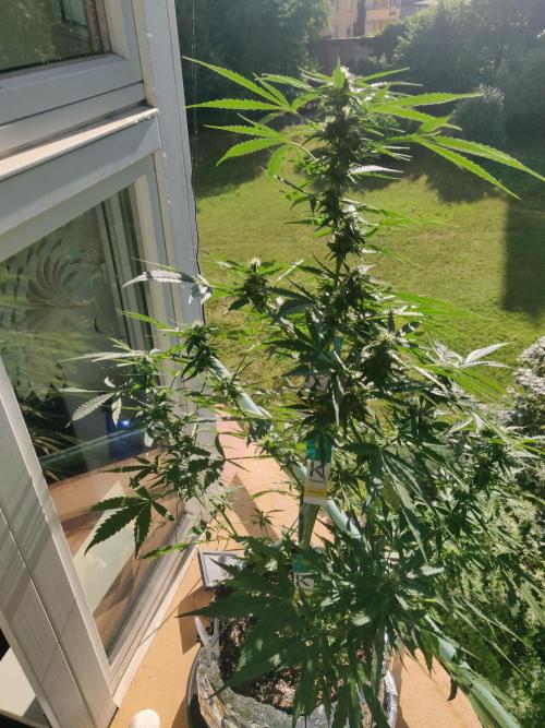 Northern Lights Automatic 2026 Balcony. Week 9 - 10.07.2026