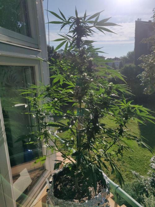 Northern Lights Automatic. Week 9