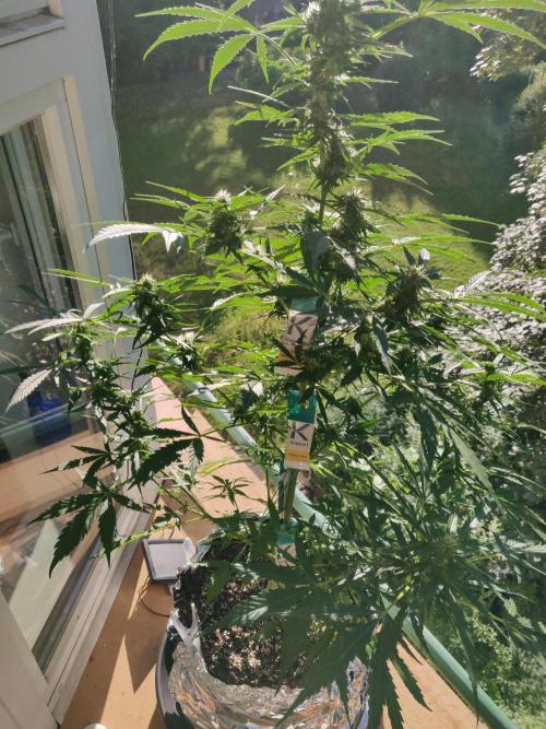Northern Lights Automatic 2026 Balcony. Week 9 - 11.07.2026