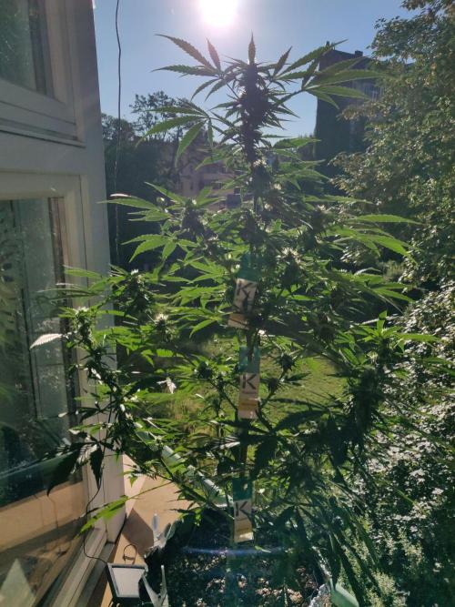 Northern Lights Automatic 2026 Balcony. Week 9 - 11.07.2026