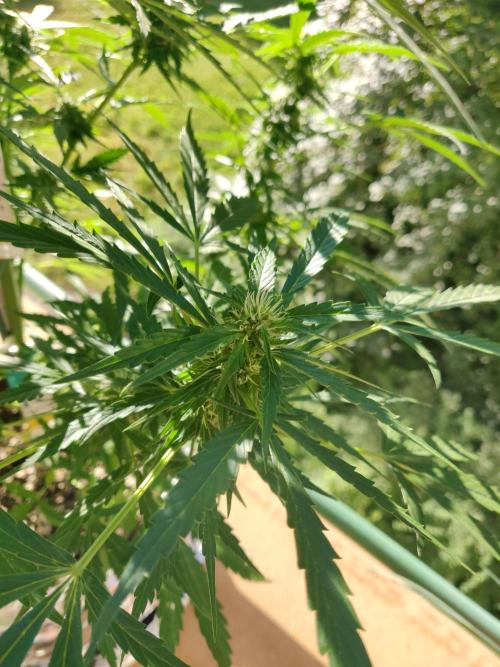 Northern Lights Automatic. Week 9