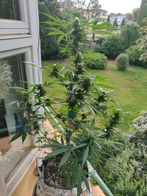 Northern Lights Automatic 2026 Balcony. Week 9 - 12.07.2026