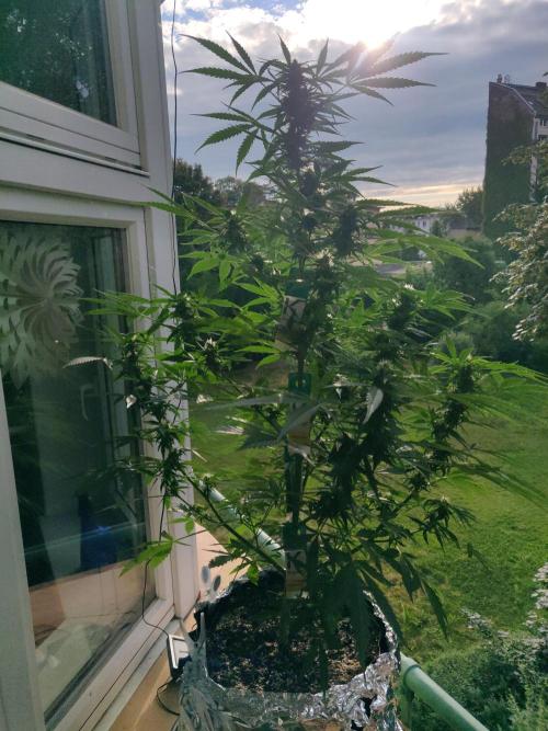 Northern Lights Automatic 2026 Balcony. Week 9 - 12.07.2026
