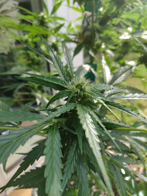 Northern Lights Automatic. Week 9