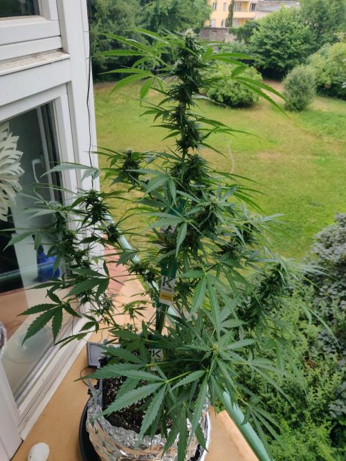 Northern Lights Automatic 2026 Balcony. Week 9 - 13.07.2026