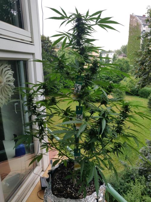 Northern Lights Automatic 2026 Balcony. Week 9 - 13.07.2026
