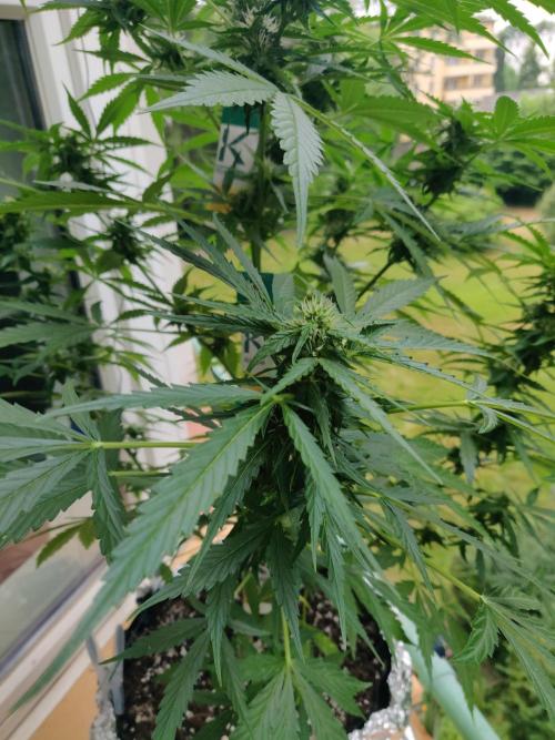 Northern Lights Automatic. Week 9