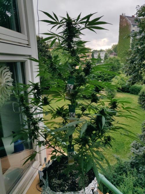 Northern Lights Automatic 2026 Balcony. Week 9 - 14.07.2026