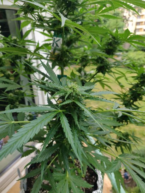 Northern Lights Automatic 2026 Balcony. Week 9 - 14.07.2026
