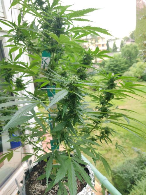 Northern Lights Automatic 2026 Balcony. Week 9 - 14.07.2026