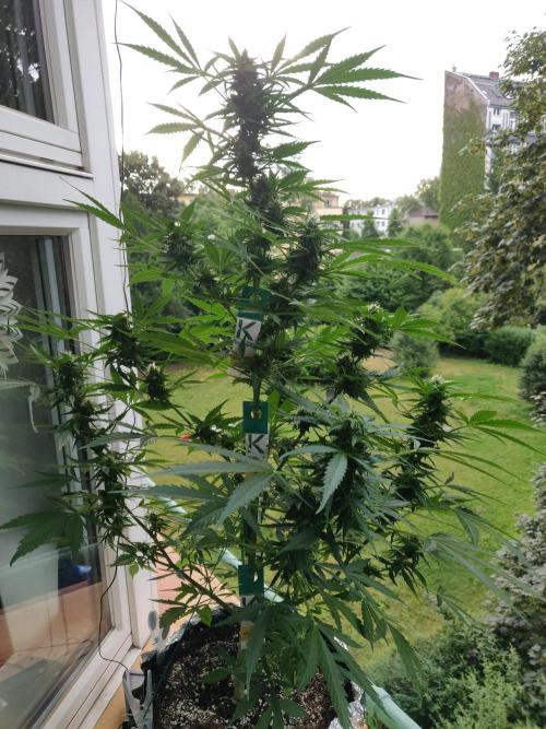Northern Lights Automatic 2026 Balcony. Week 10 - 15.07.2026