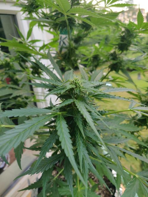 Northern Lights Automatic 2026 Balcony. Week 10 - 15.07.2026