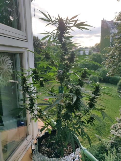 Northern Lights Automatic 2026 Balcony. Week 10 - 16.07.2026