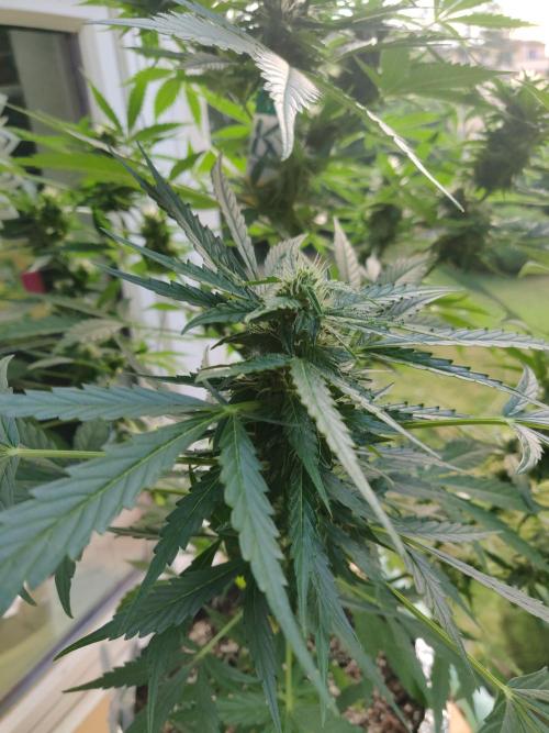 Northern Lights Automatic 2026 Balcony. Week 10 - 16.07.2026