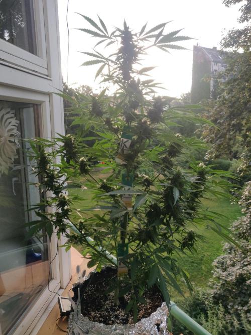 Northern Lights Automatic 2026 Balcony. Week 10 - 17.07.2026