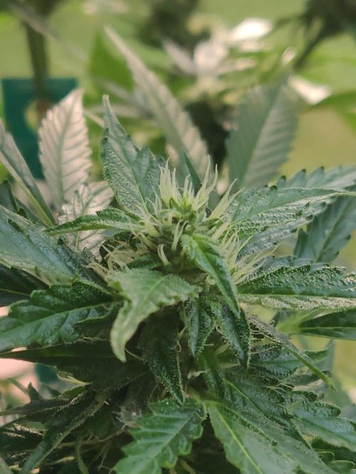 Northern Lights Automatic 2026 Balcony. Week 10 - 17.07.2026