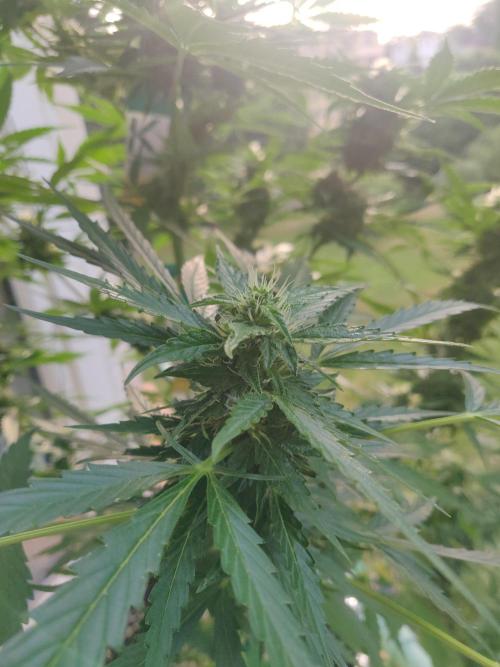 Northern Lights Automatic 2026 Balcony. Week 10 - 17.07.2026