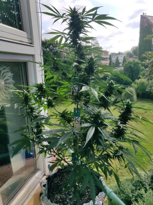 Northern Lights Automatic 2026 Balcony. Week 10 - 18.07.2026