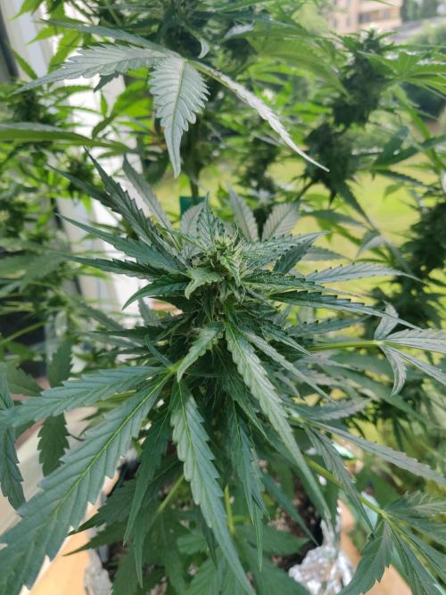 Northern Lights Automatic 2026 Balcony. Week 10 - 18.07.2026