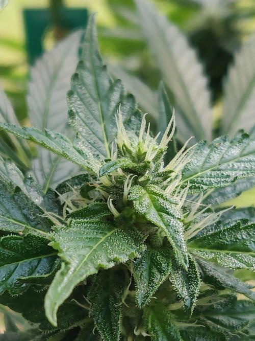 Northern Lights Automatic 2026 Balcony. Week 10 - 18.07.2026