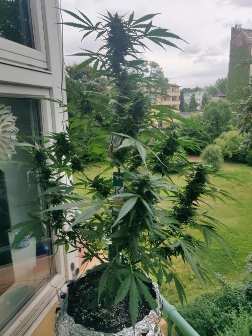 Northern Lights Automatic 2026 Balcony. Week 10 - 19.07.2026