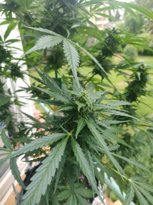 Northern Lights Automatic 2026 Balcony. Week 10 - 19.07.2026