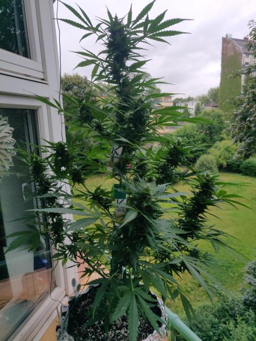 Northern Lights Automatic 2026 Balcony. Week 10 - 20.07.2026